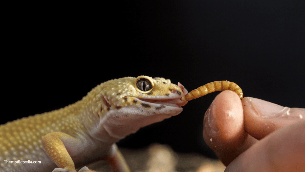 Best Way to Feed Leopard Geckos Superworms