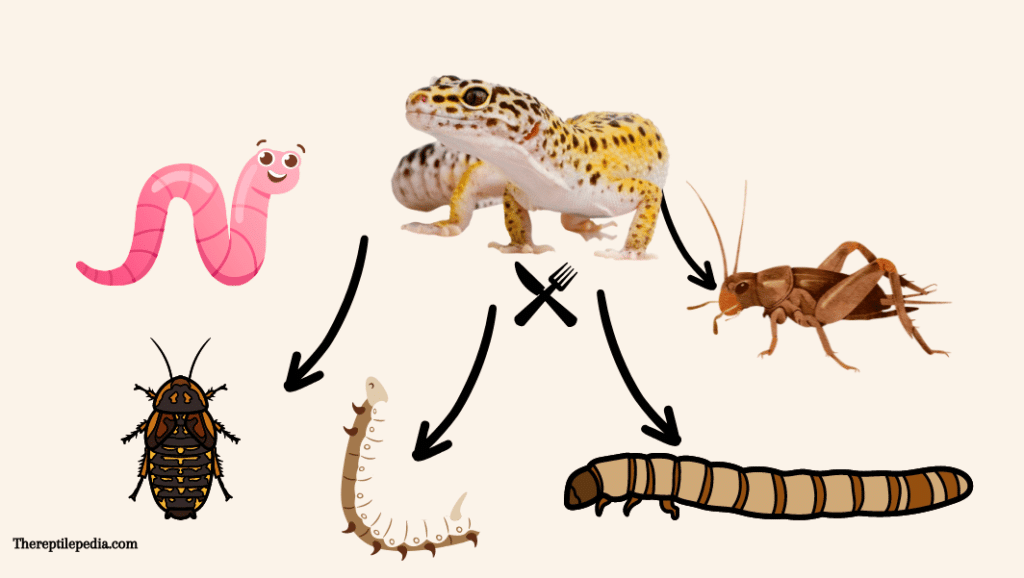 Can leopard geckos eat superworms?