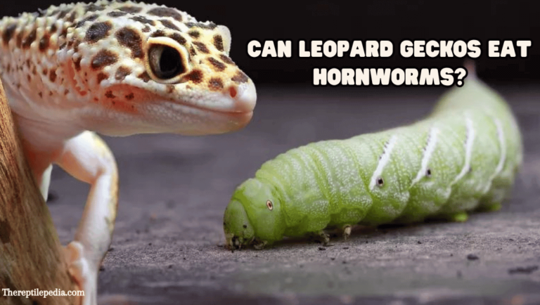 Can leopard geckos eat hornworms