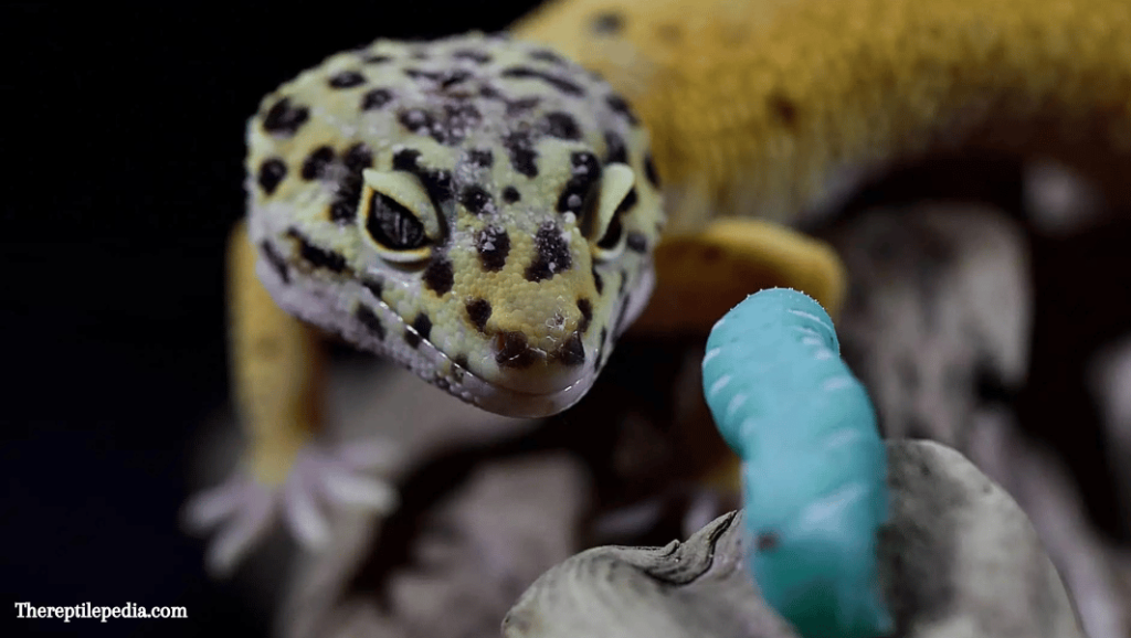 Can leopard geckos eat hornworms