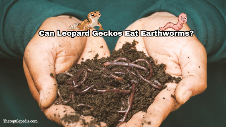 Can Leopard Geckos Eat Earthworms