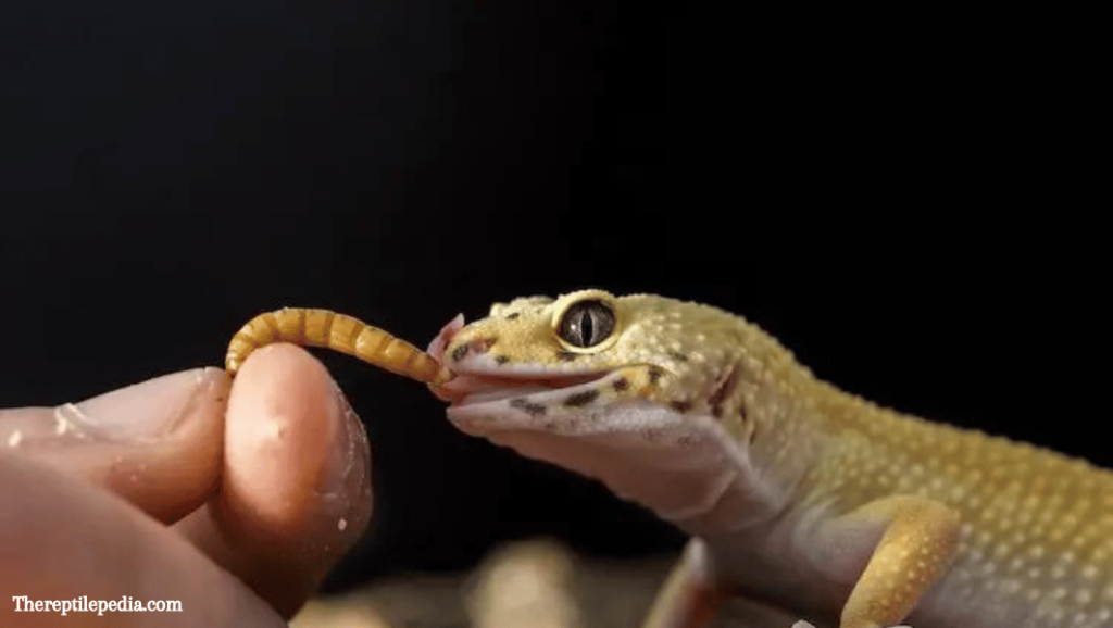 Can Leopard Geckos Eat Earthworms