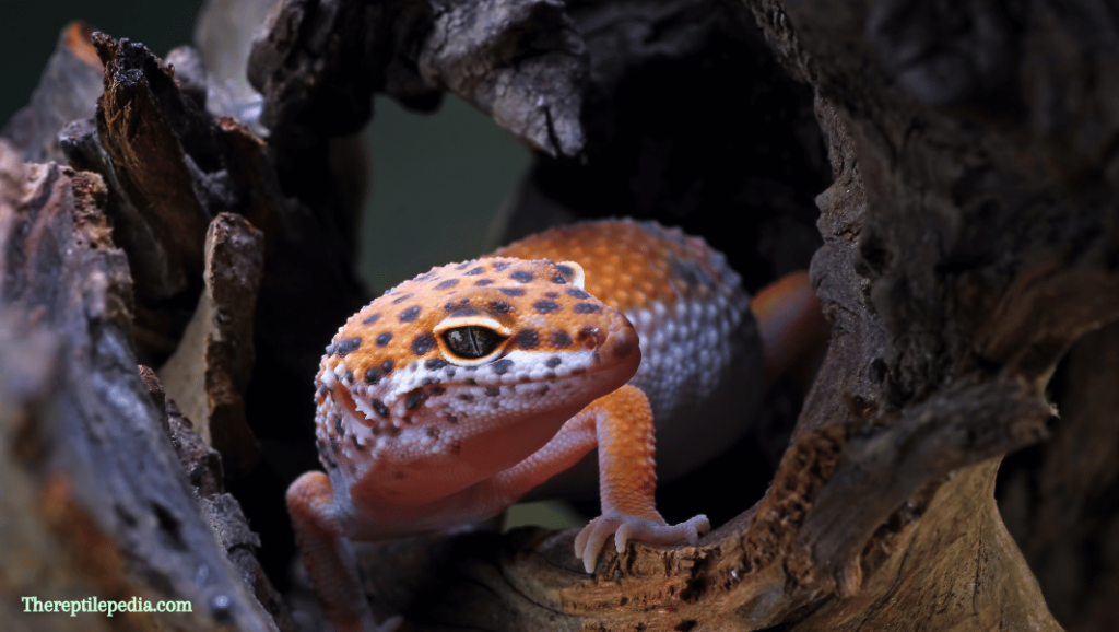 Can Leopard Geckos Eat Earthworms? Dietary Dilemma