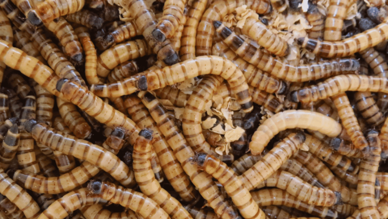 Can Leopard Geckos Eat Superworms