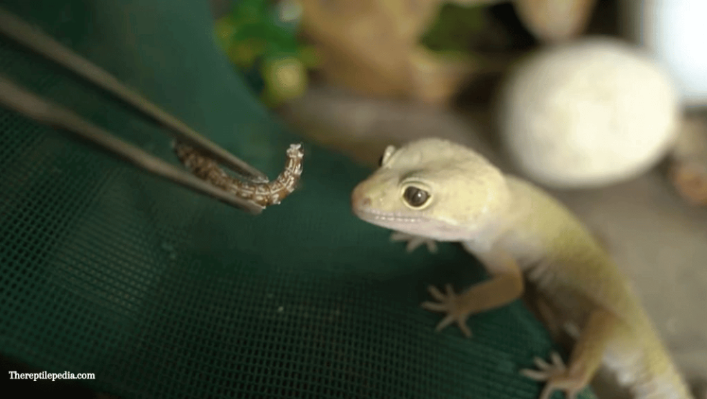 Are Superworms Safe for Leopard Geckos?