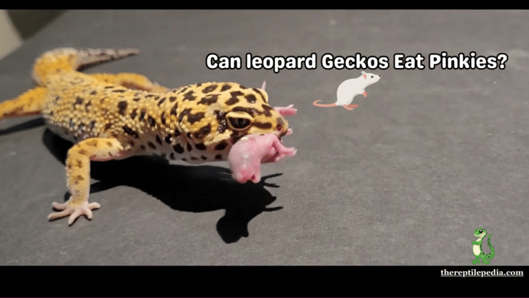 Can leopard Geckos Eat Pinkies? Breaking Myths