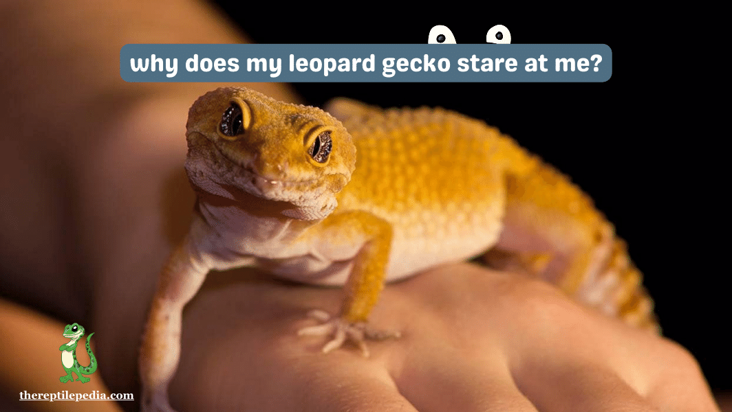 why does my leopard gecko stare at me? 6 Surprising Reasons