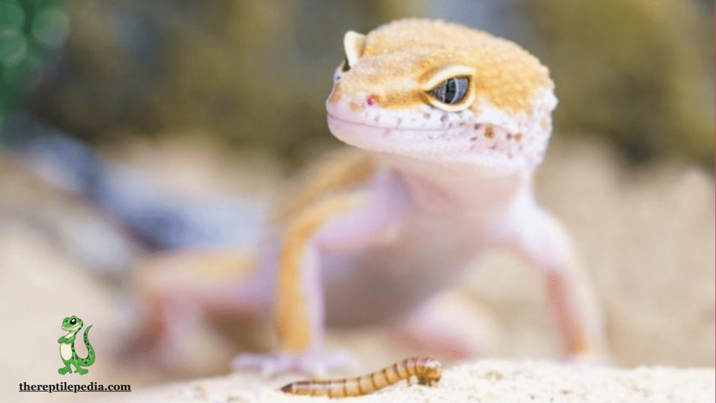 why does my leopard gecko stare at me? 6 Surprising Reasons