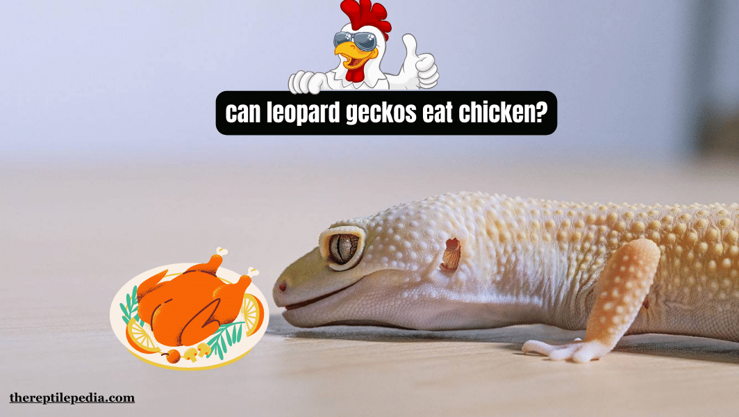 Chicken for Leopard Geckos: Nutritional Blunder or Safe Snack?