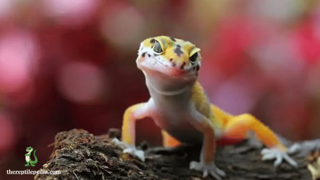 Chicken for Leopard Geckos: Nutritional Blunder or Safe Snack?