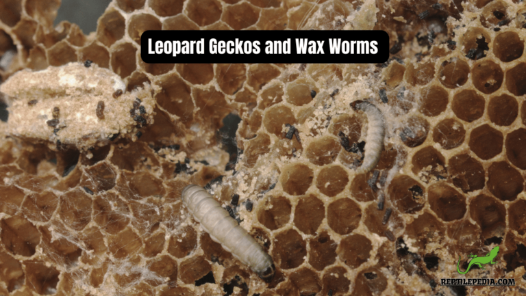 Leopard Geckos and Wax Worms: A Comprehensive Feeding Guide