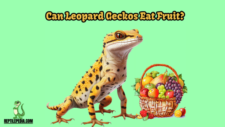 Can leopard geckos eat fruit? Healthy or Harmful