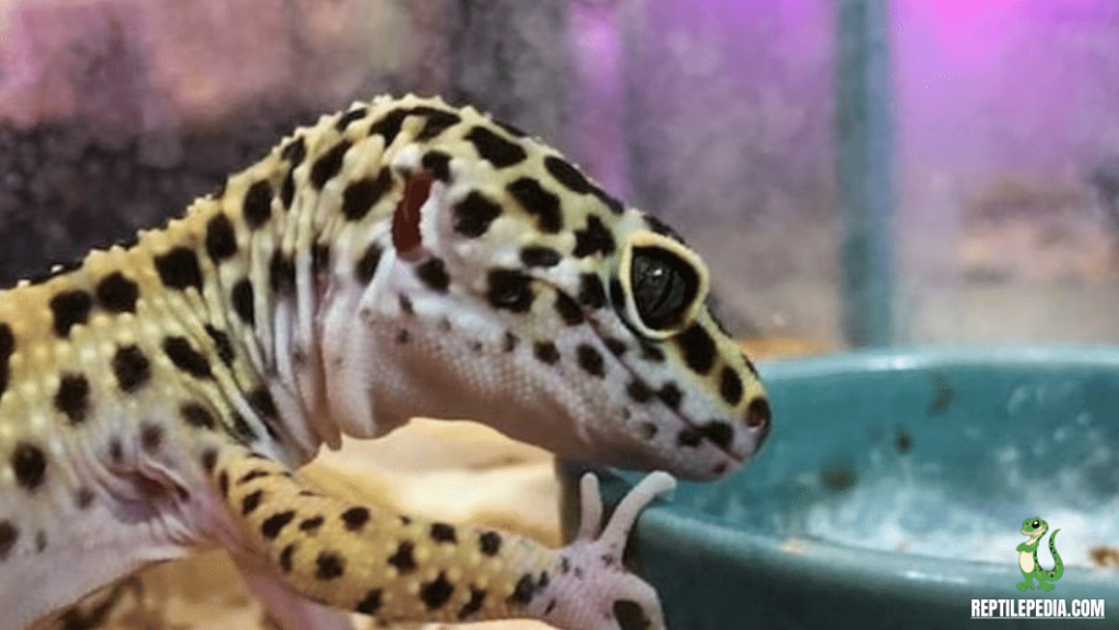 Leopard Geckos and Mealworm Beetles: A Perfect Pair or Not?