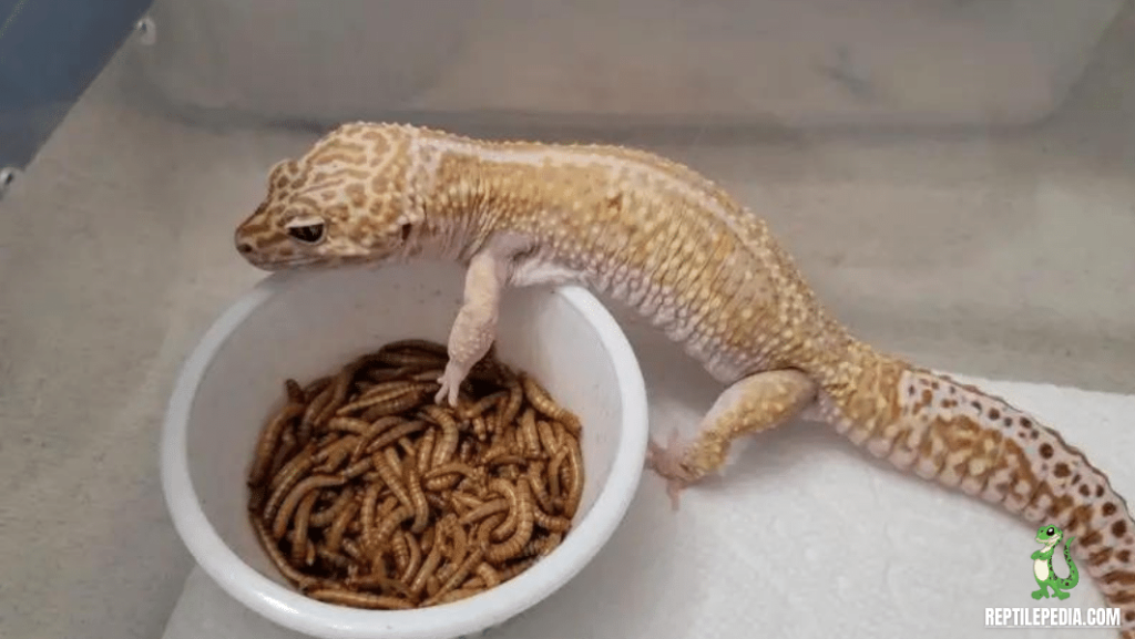 Leopard Geckos and Mealworm Beetles: A Perfect Pair or Not?