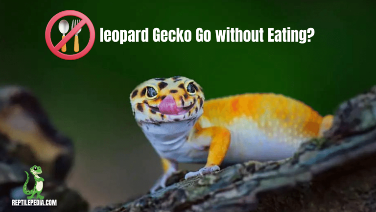 How long Can a leopard Gecko Go without Eating? The Unexpected Answer