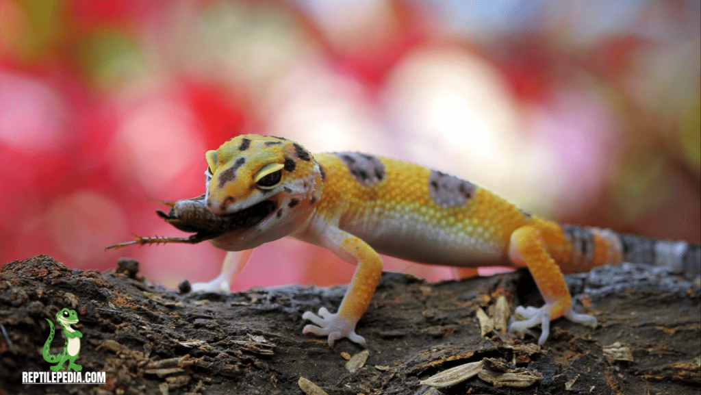 How long Can a leopard Gecko Go without Eating? The Unexpected Answer