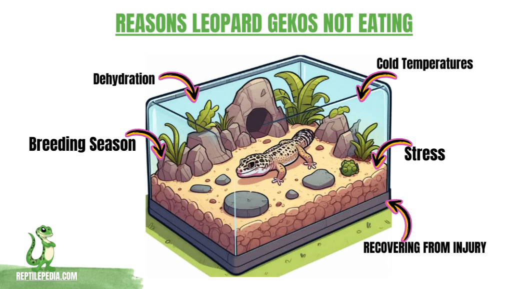 Why Isn’t My Leopard Gecko Eating?