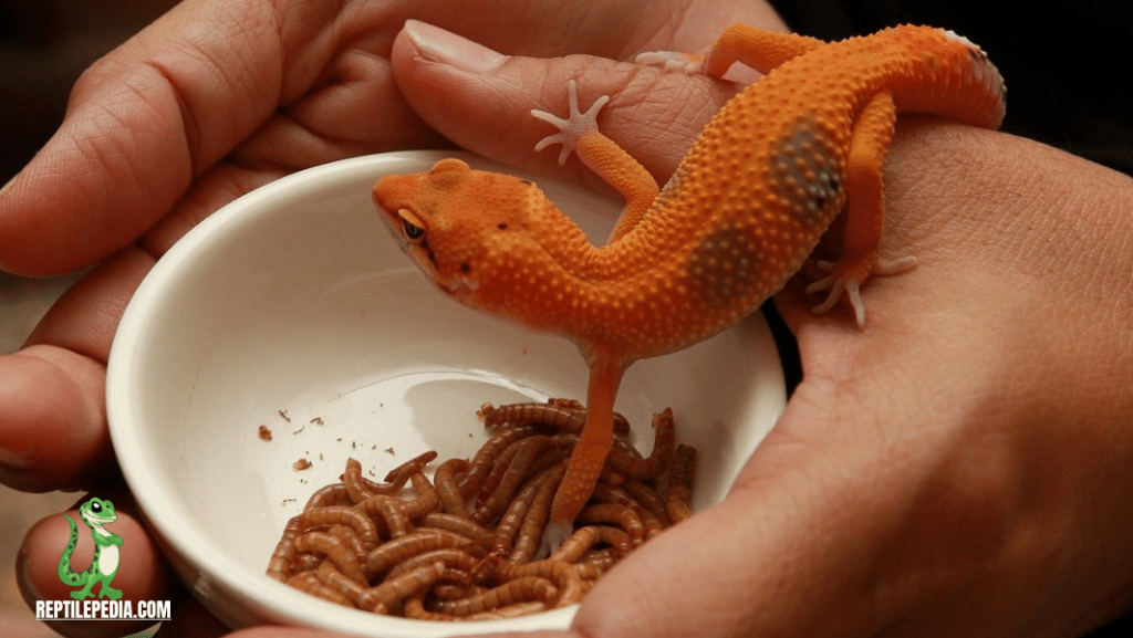 When Should I Feed My Leopard Gecko?