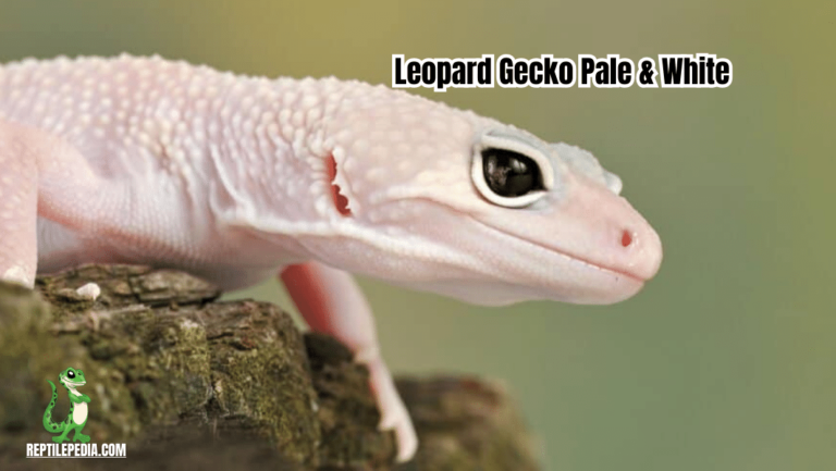 Leopard Gecko Pale And White: Health Alert?