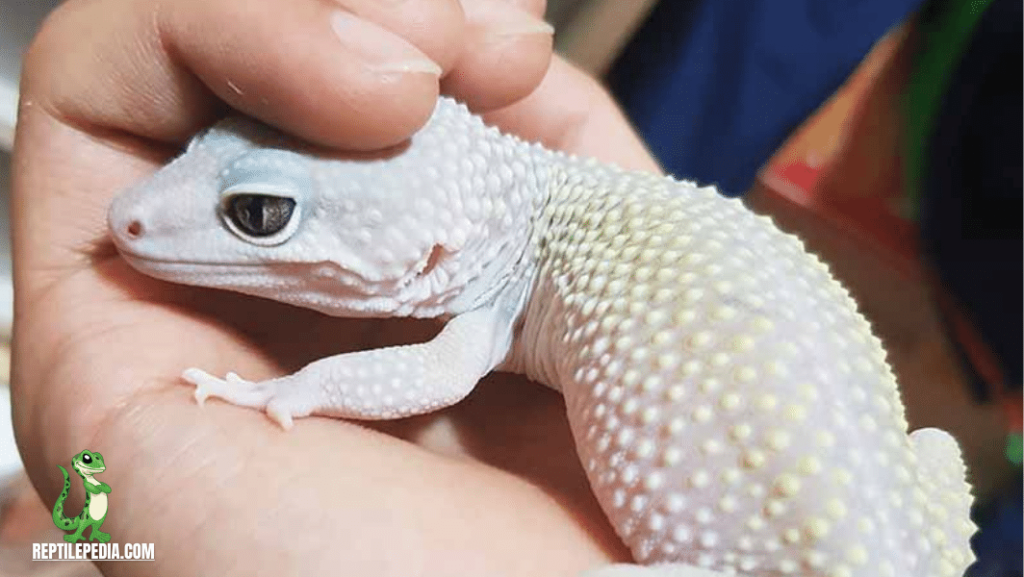 Leopard Gecko Pale And White: Health Alert?