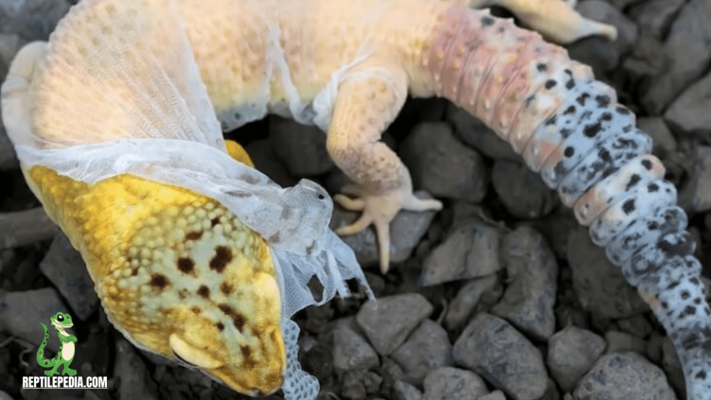 Leopard Gecko Pale And White: Health Alert?