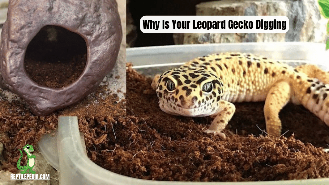 Why Is Your Leopard Gecko Digging? 8 Real Reasons