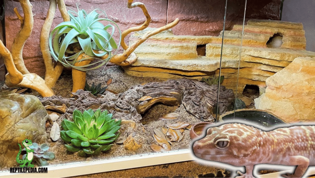 Why Is Your Leopard Gecko Digging? 8 Real Reasons