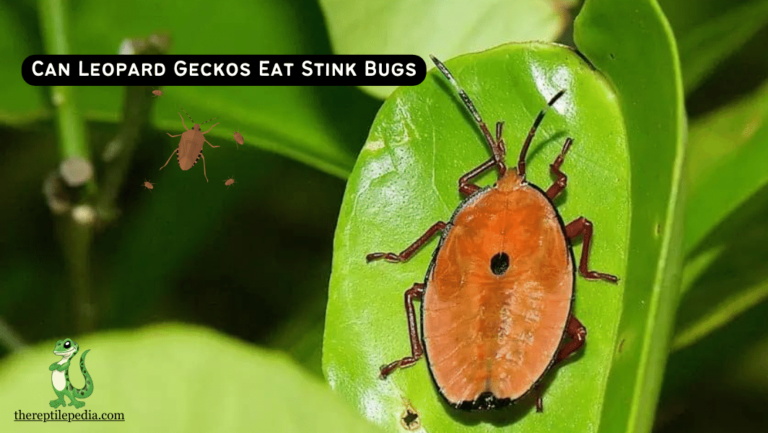 Can Leopard Geckos Eat Stink Bugs? Unveiling the Truth!