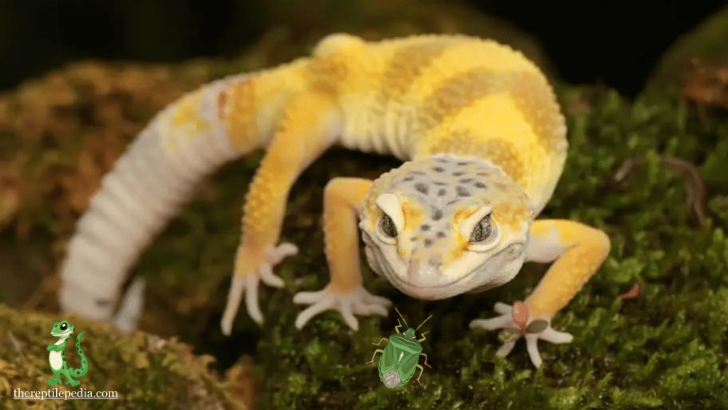 Can Leopard Geckos Eat Stink Bugs? Unveiling the Truth!