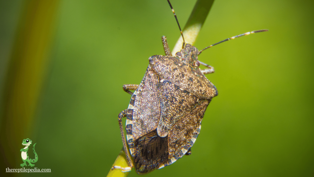 What exactly is a stink bug?