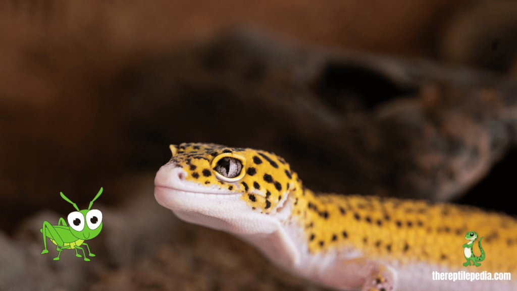 Feeding Leopard Geckos Grasshoppers: A Comprehensive Guide