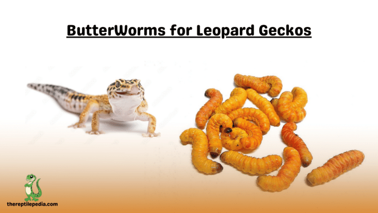 ButterWorms for Leopard Geckos: Healthy Snack or Health Hazard