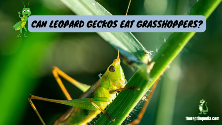 Feeding Leopard Geckos Grasshoppers: A Comprehensive Guide