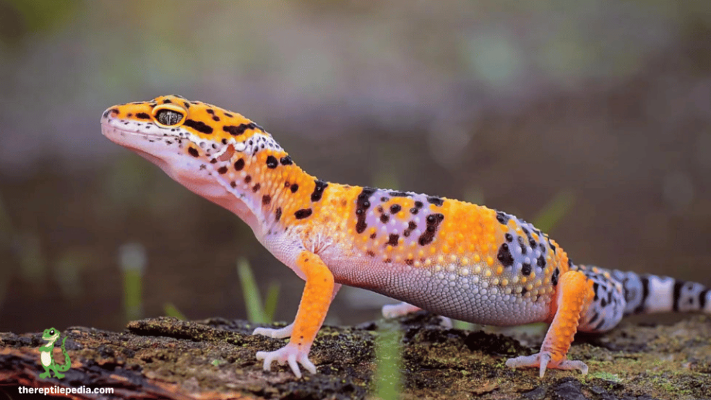 ButterWorms for Leopard Geckos: Healthy Snack or Health Hazard