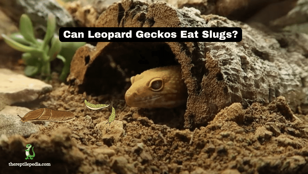 Can Leopard Geckos Eat Slugs? Safe Snack or Not