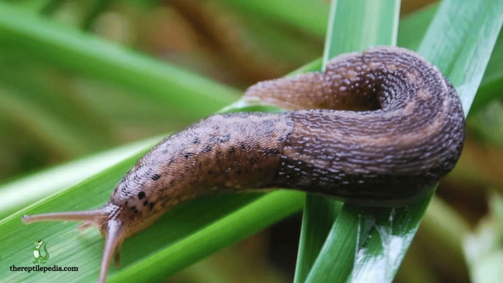 Benefits of Feeding Slugs and Snails to Leopard Geckos