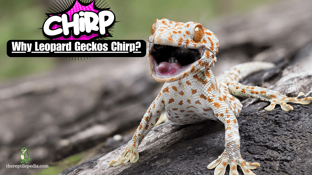 Why Leopard Geckos Chirp: A Quick Guide