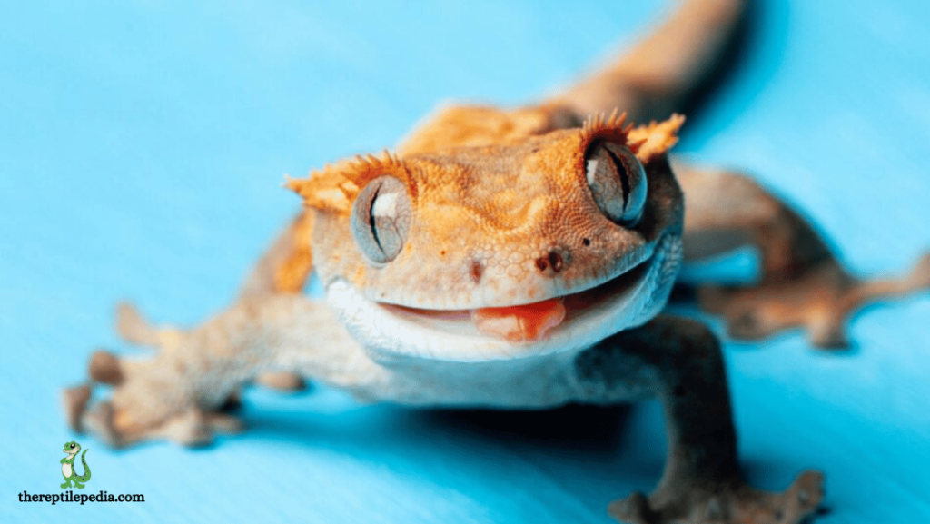 Why Leopard Geckos Chirp: A Quick Guide