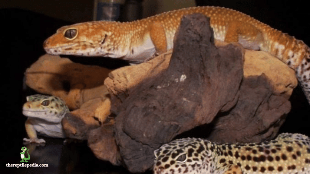 Why Leopard Geckos Chirp: A Quick Guide