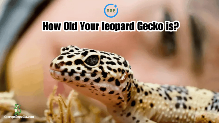 How To Tell How Old Your leopard Gecko is? Age Size Chart