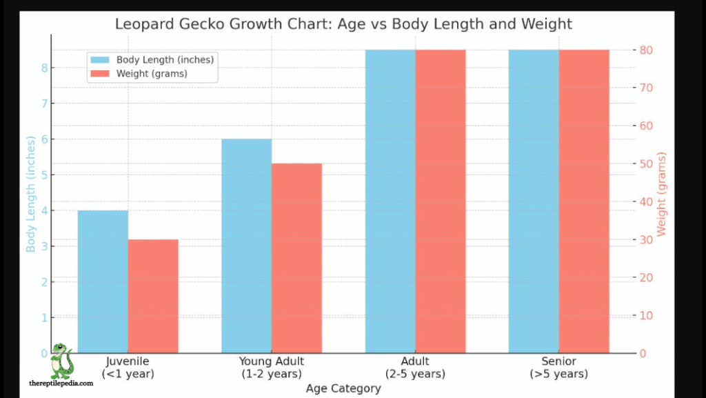 How To Tell How Old Your leopard Gecko is? Age Size Chart