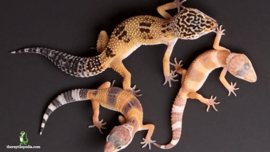 4 Ways To Tell How Old  Your Leopard Gecko Is